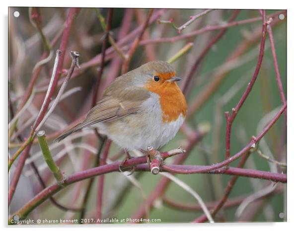 Robin Acrylic by sharon bennett