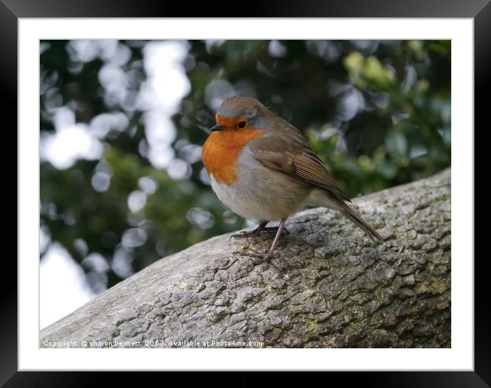 Robin In A Tree Framed Mounted Print by sharon bennett