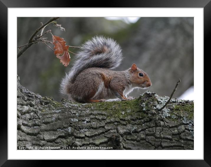 Squirrel Framed Mounted Print by sharon bennett