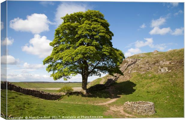 The Sycamore Gap on Hadrian's Wall Canvas Print by Alan Crawford