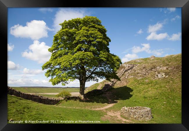 The Sycamore Gap on Hadrian's Wall Framed Print by Alan Crawford