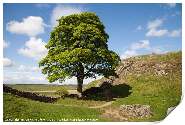 The Sycamore Gap on Hadrian's Wall Print by Alan Crawford