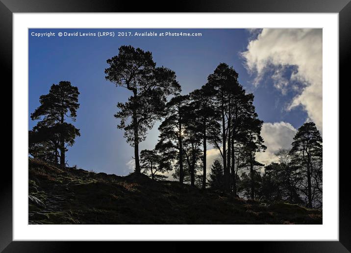 Scots pines Framed Mounted Print by David Lewins (LRPS)