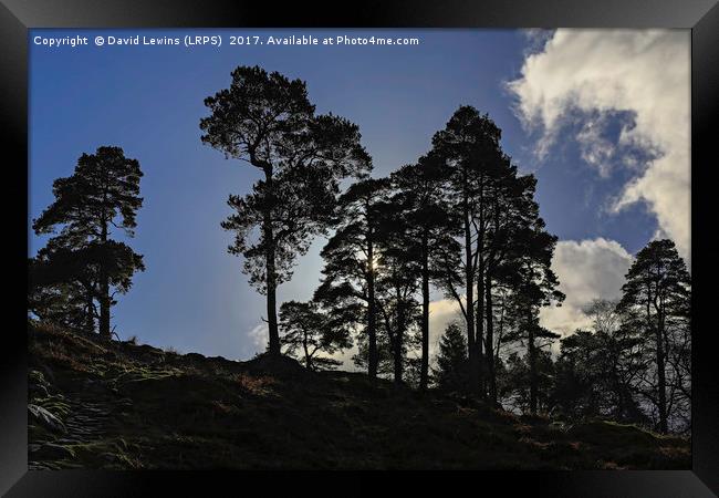 Scots pines Framed Print by David Lewins (LRPS)