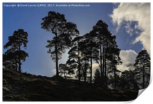 Scots pines Print by David Lewins (LRPS)