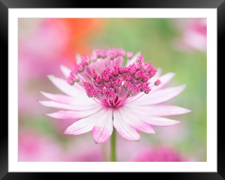 Pink Ballerina Framed Mounted Print by Pam Perry
