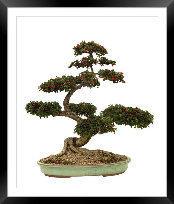 Cotoneaster Bonsai on white Framed Mounted Print by Alan Crawford
