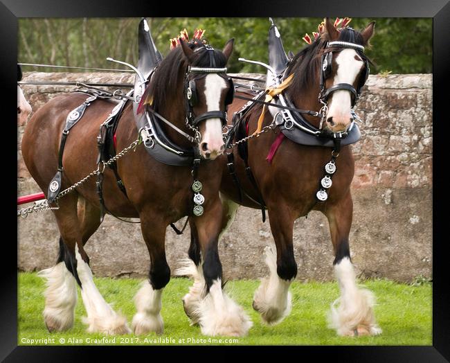A Pair of Clydesdale Horses in full tack Framed Print by Alan Crawford