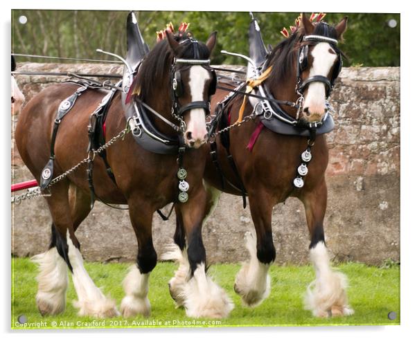 A Pair of Clydesdale Horses in full tack Acrylic by Alan Crawford