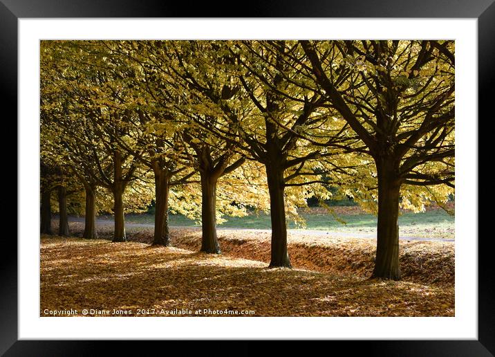 Tree lined path Framed Mounted Print by Diane Jones