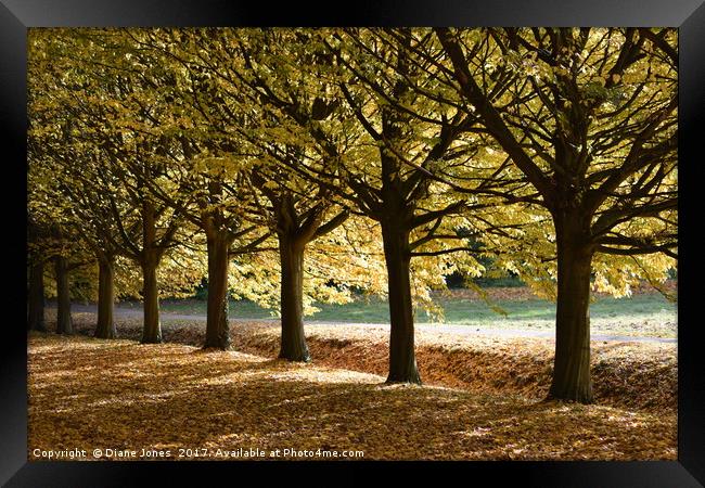 Tree lined path Framed Print by Diane Jones