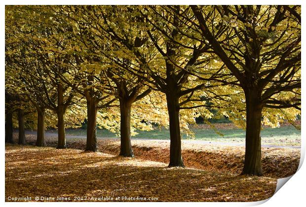 Tree lined path Print by Diane Jones