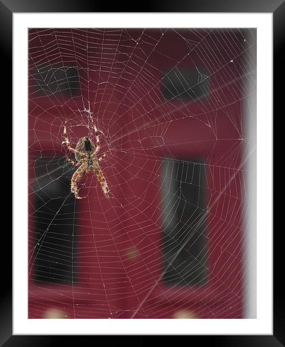 Spider Framed Mounted Print by kelly Draper