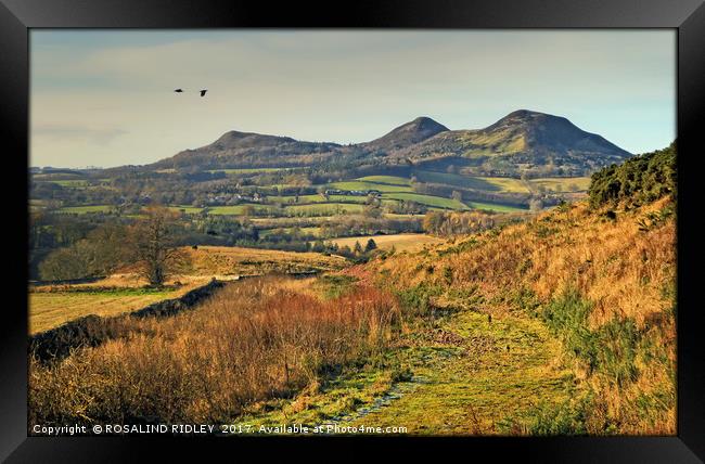 "PATH TO THE EILDON HILLS" Framed Print by ROS RIDLEY