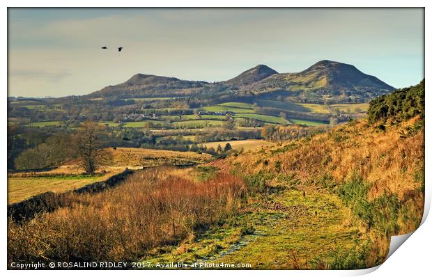 "PATH TO THE EILDON HILLS" Print by ROS RIDLEY
