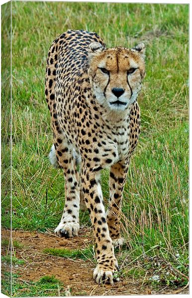 Cheetah Canvas Print by Chris Thaxter
