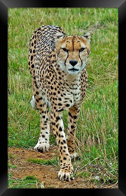 Cheetah Framed Print by Chris Thaxter