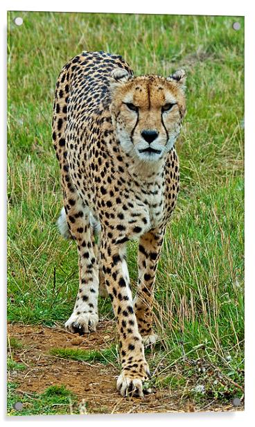 Cheetah Acrylic by Chris Thaxter