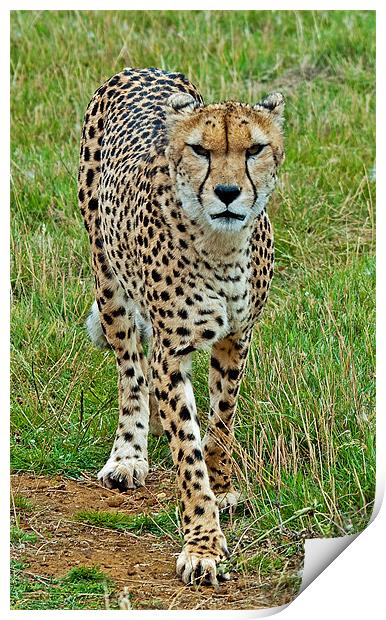Cheetah Print by Chris Thaxter