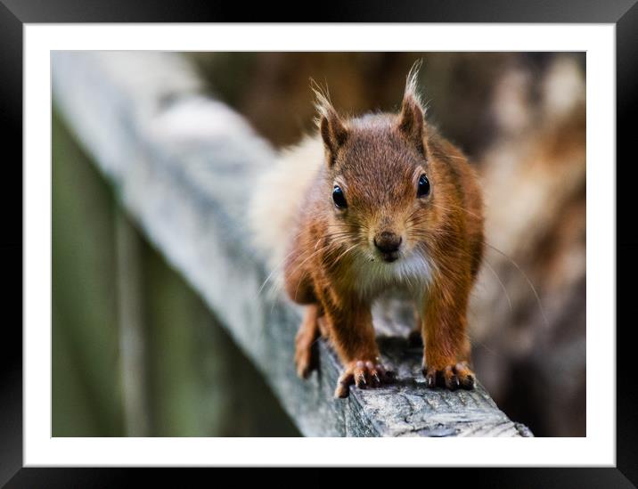 Red Squirrel Framed Mounted Print by Alf Damp
