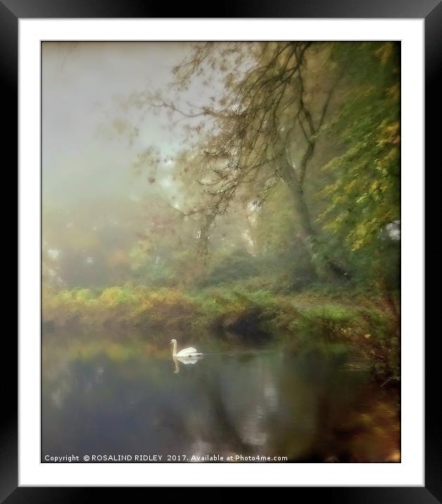"SWAN ON THE MISTY LAKE" Framed Mounted Print by ROS RIDLEY