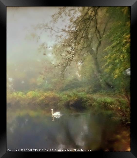"SWAN ON THE MISTY LAKE" Framed Print by ROS RIDLEY