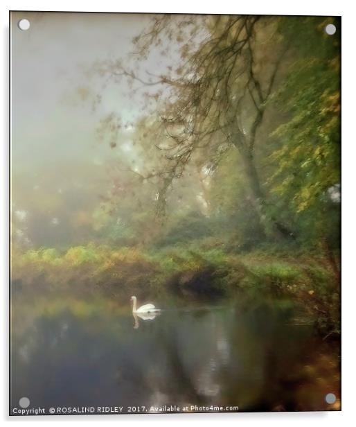 "SWAN ON THE MISTY LAKE" Acrylic by ROS RIDLEY