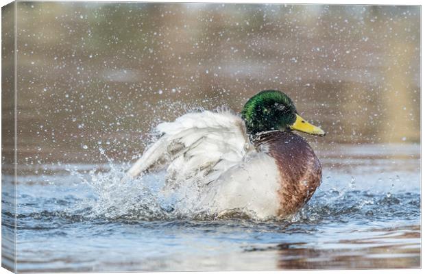 Splash it all over Canvas Print by Philip Male