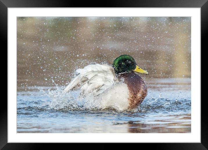Splash it all over Framed Mounted Print by Philip Male