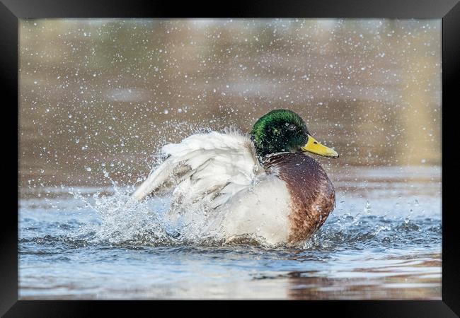 Splash it all over Framed Print by Philip Male