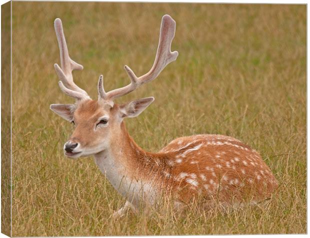 Antlered Fallow Deer Canvas Print by Chris Thaxter