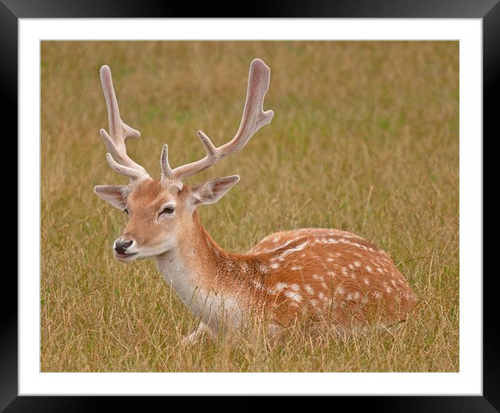 Antlered Fallow Deer Framed Mounted Print by Chris Thaxter