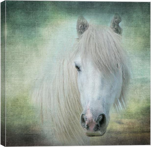 Horse Canvas Print by Pam Perry