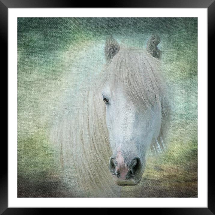 Horse Framed Mounted Print by Pam Perry