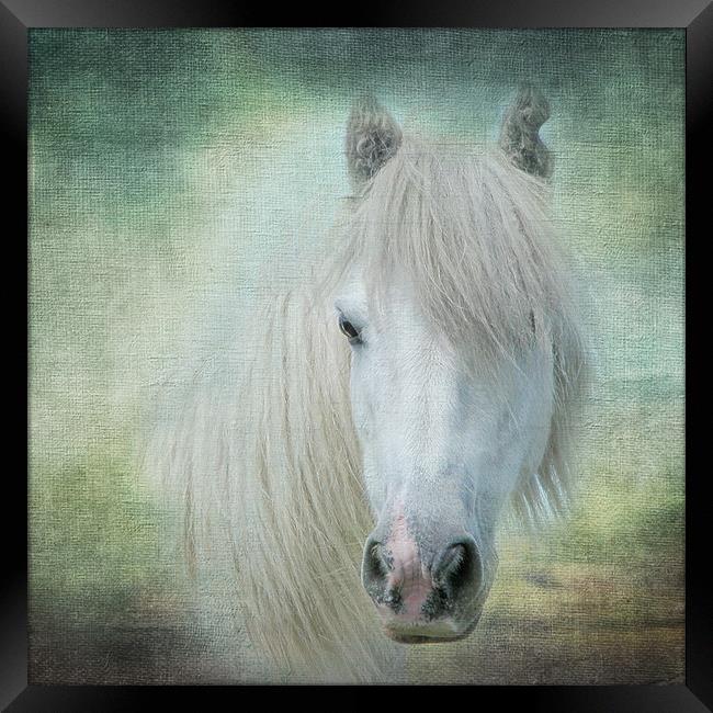 Horse Framed Print by Pam Perry