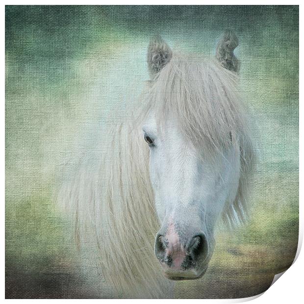 Horse Print by Pam Perry