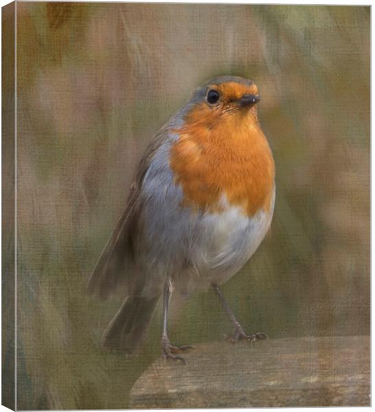 ROBIN Canvas Print by Pam Perry