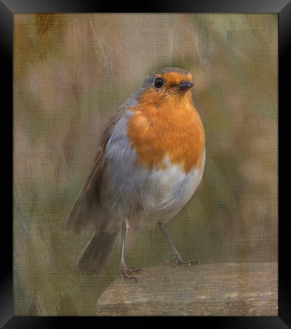 ROBIN Framed Print by Pam Perry