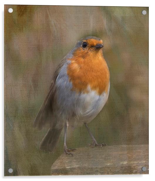 ROBIN Acrylic by Pam Perry
