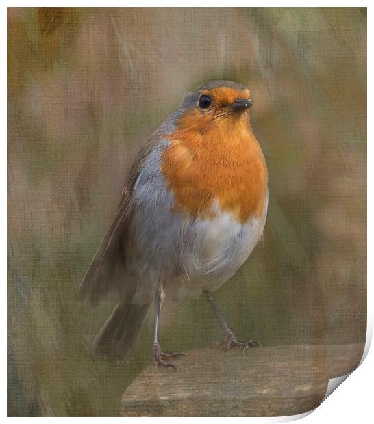 ROBIN Print by Pam Perry