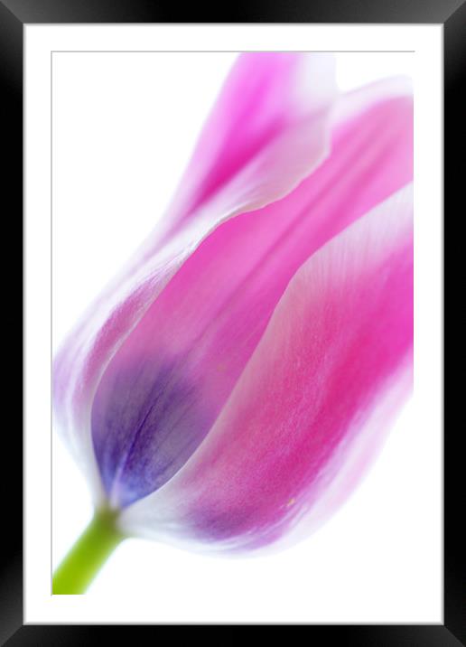                         TULIP        Framed Mounted Print by Pam Perry