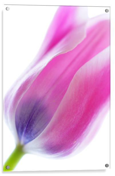                         TULIP        Acrylic by Pam Perry