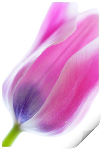                         TULIP        Print by Pam Perry