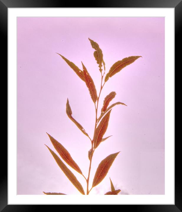 Autumn silhouettes  Leafs Framed Mounted Print by David French