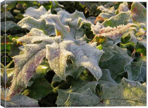 Frozen holly leaves in the sun Canvas Print by Magda van der Kleij