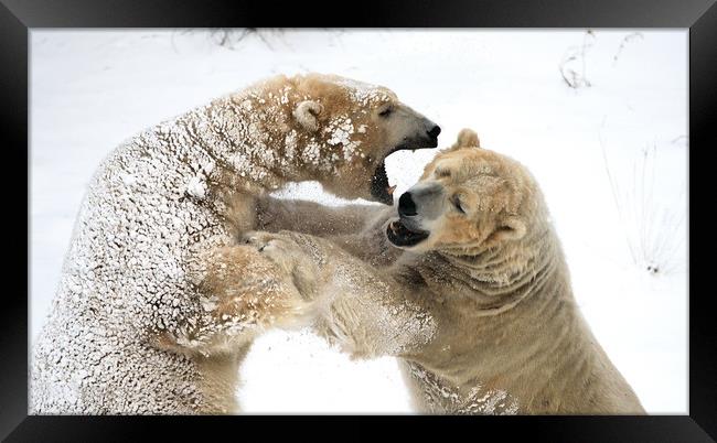 Fighting Bears Framed Print by Tony Bishop