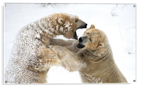 Fighting Bears Acrylic by Tony Bishop