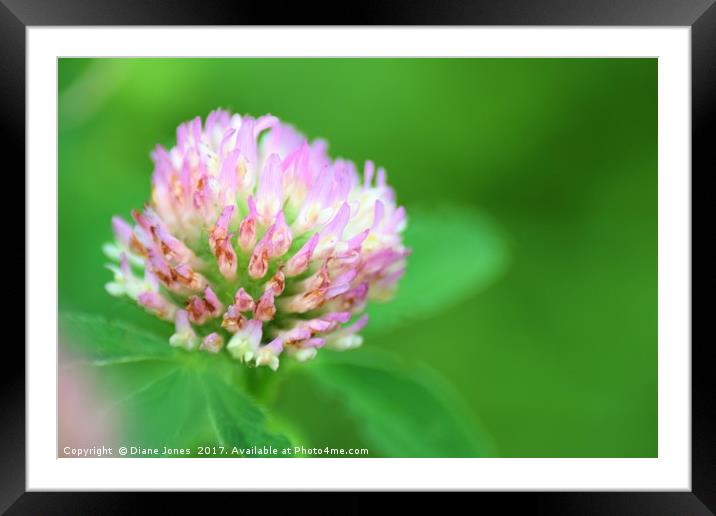 Close-up of a shrub flower Framed Mounted Print by Diane Jones