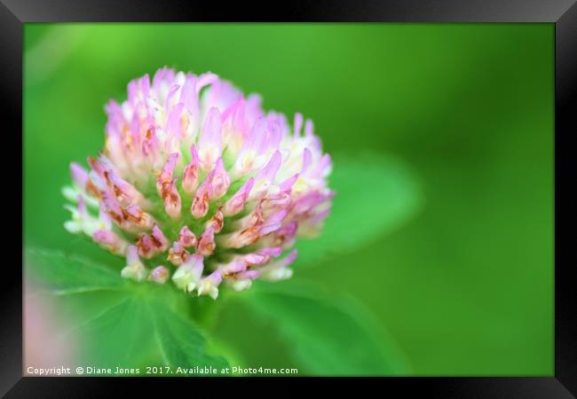 Close-up of a shrub flower Framed Print by Diane Jones