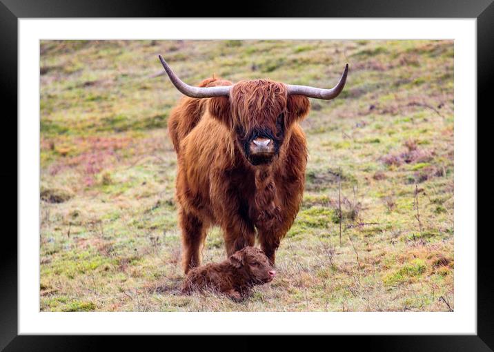 Highland Cow and new Calf Framed Mounted Print by Oxon Images